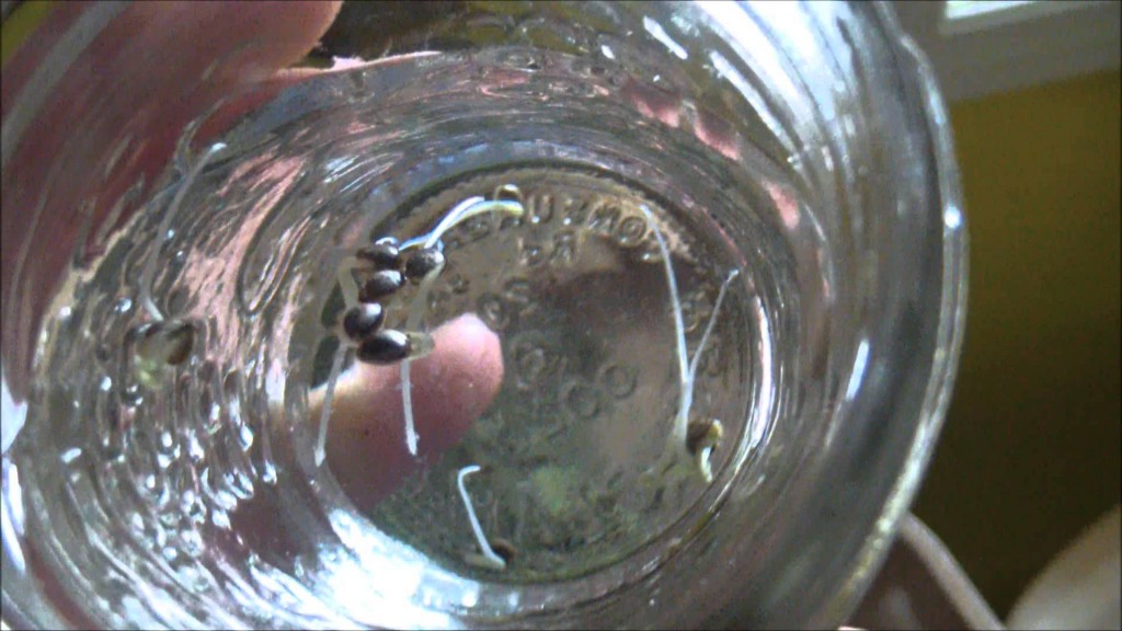 Germinating Marijuana Seeds In A Cup of Water