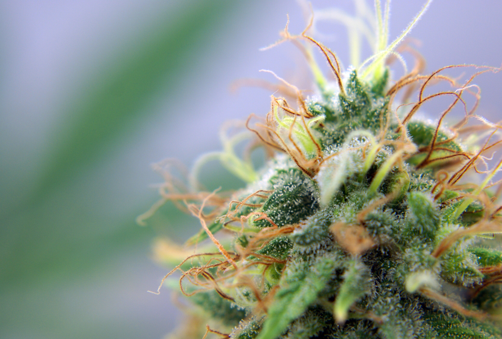 Virginia Considers Decriminalizing Marijuana Possession