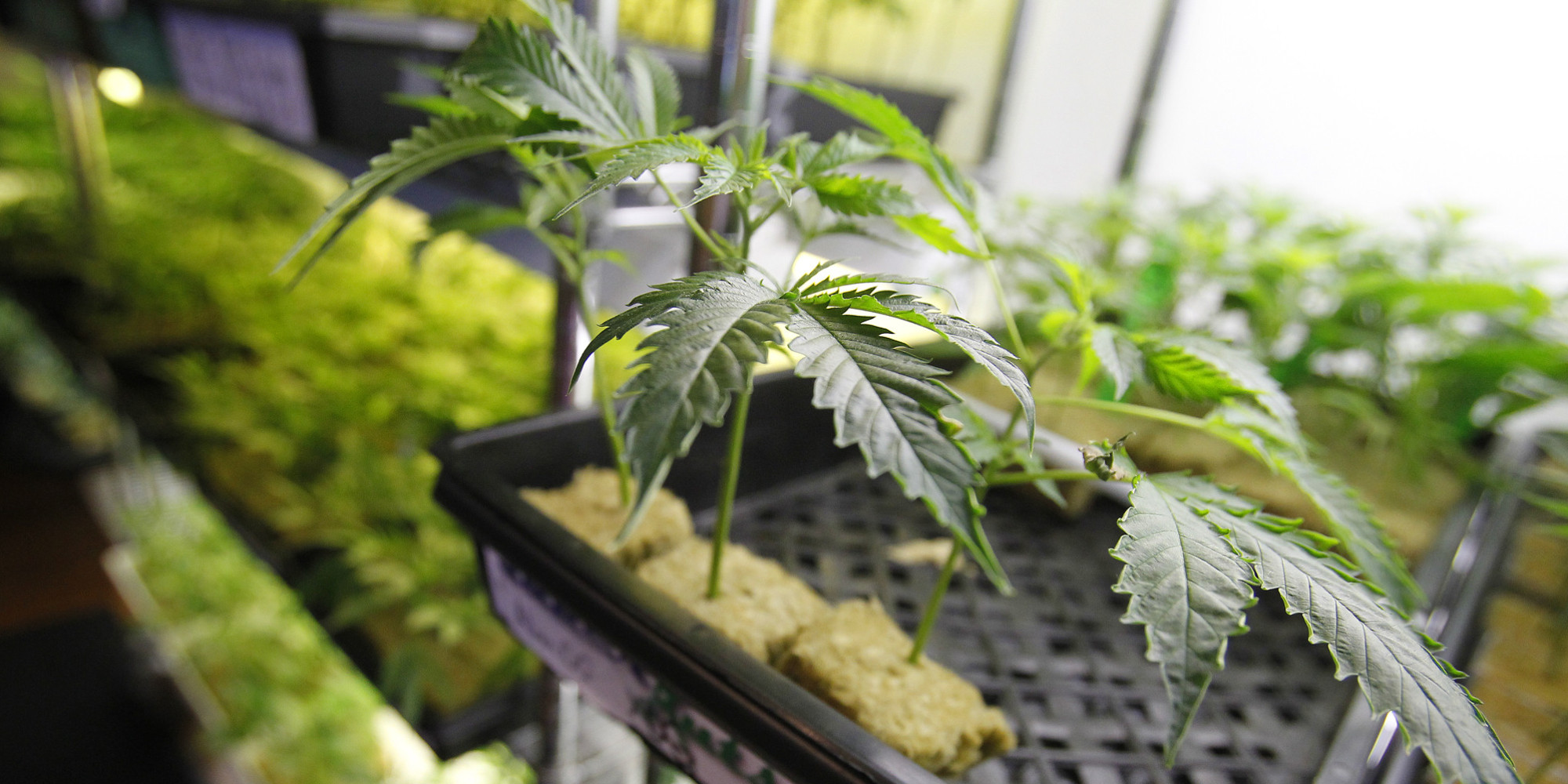 DOJ Continues To Target Medical Marijuana In CA