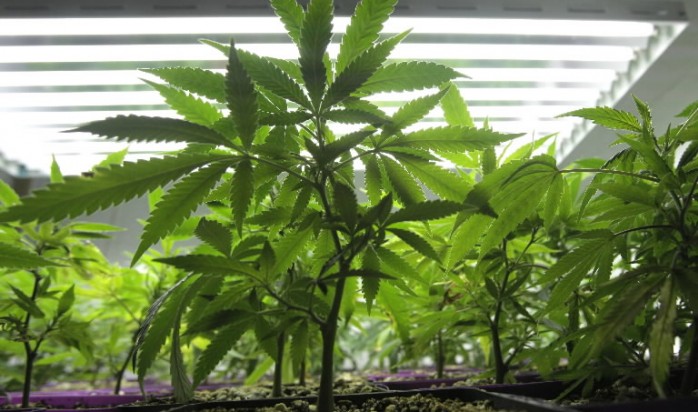 Illinois to Legalize and Decriminalize Marijuana