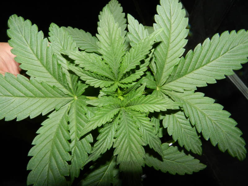 Slow Growing Marijuana Plant
