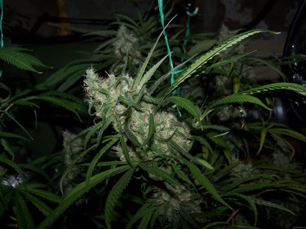 blue dream marijuana strain review