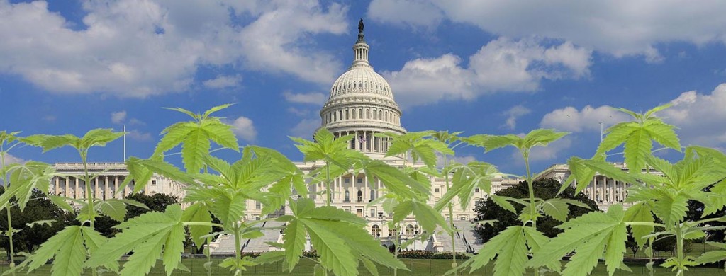 US Capitol with Marijuana Plants