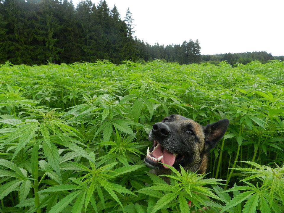Medical Marijuana for Pets