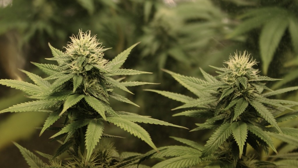 Americans Support Marijuana Legalization