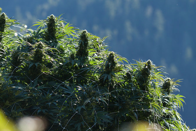 County in California Seeks To Ban Personal Medical Marijuana Grows