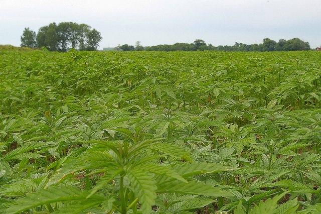 Missouri House Passes Bill To Legalize Hemp Cultivation