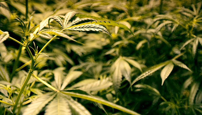 VA Medical Marijuana Bill passes