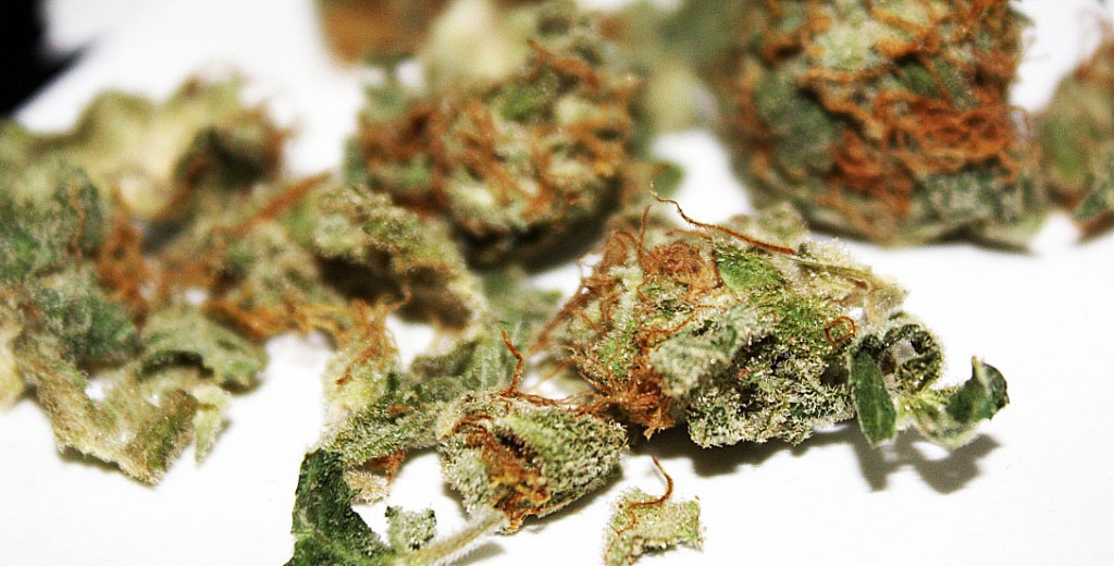 blueberry marijuana strain