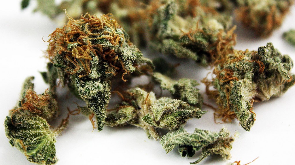 blueberry marijuana strain