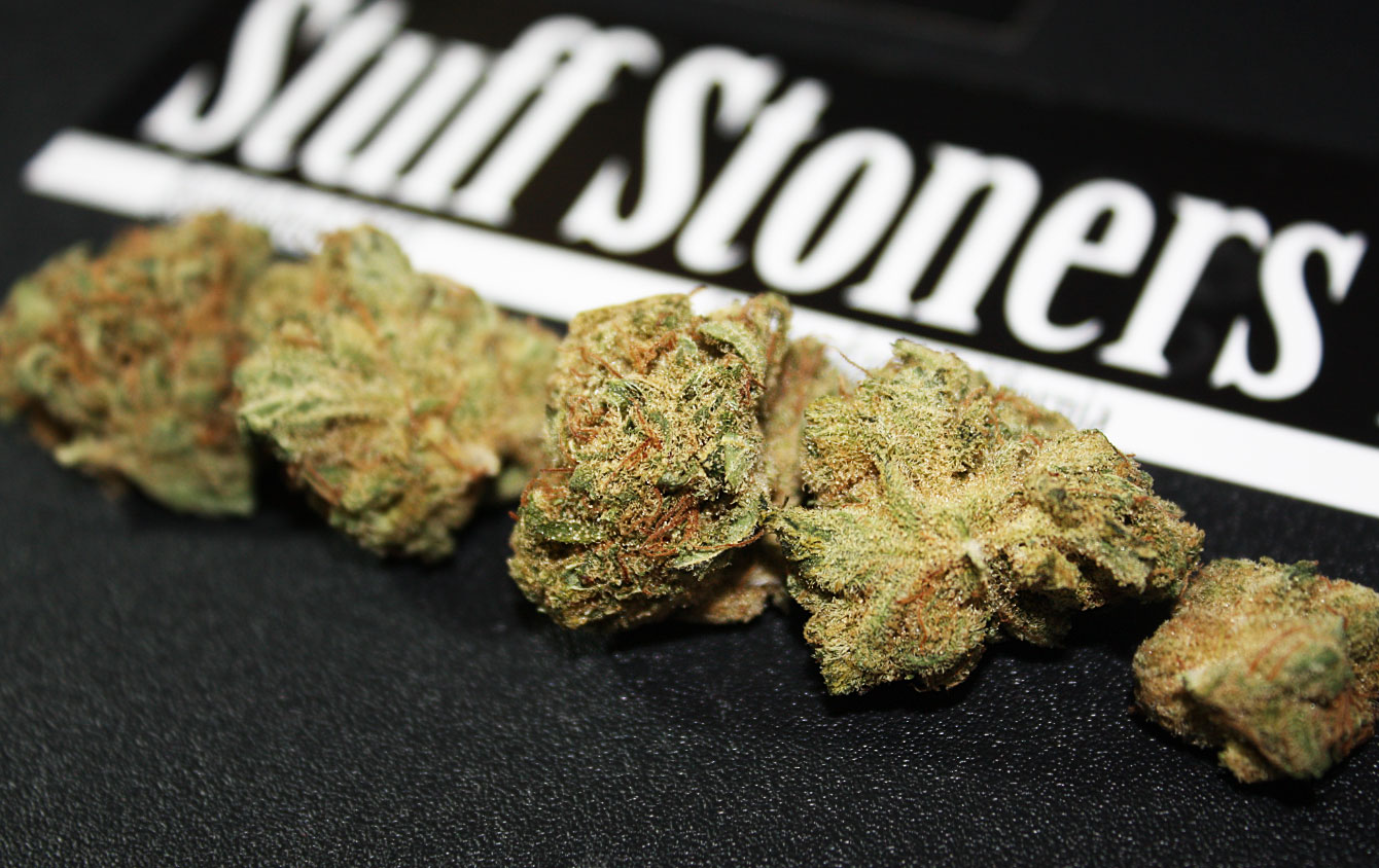 Dutch Treat Strain Review