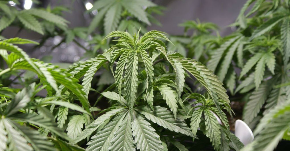 A dropping marijuana plant