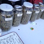 Cannabis Cup weed