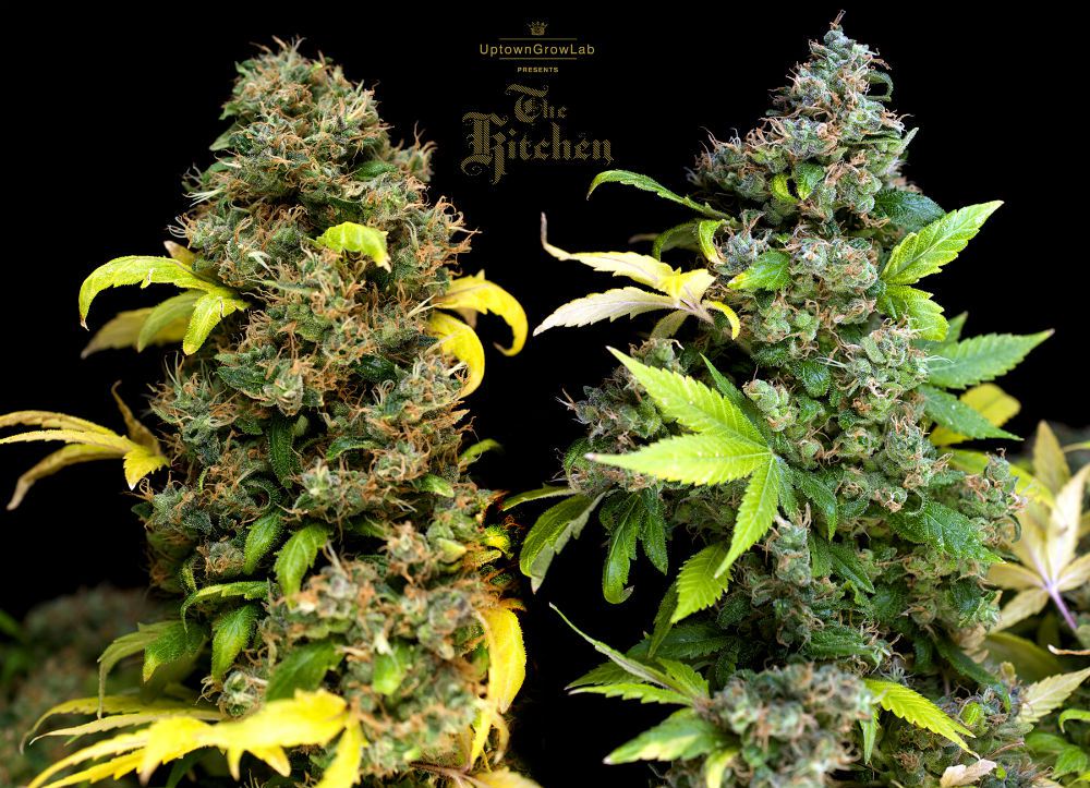 The-Kitchen-presented-by-Uptowngrowlab-kickdown