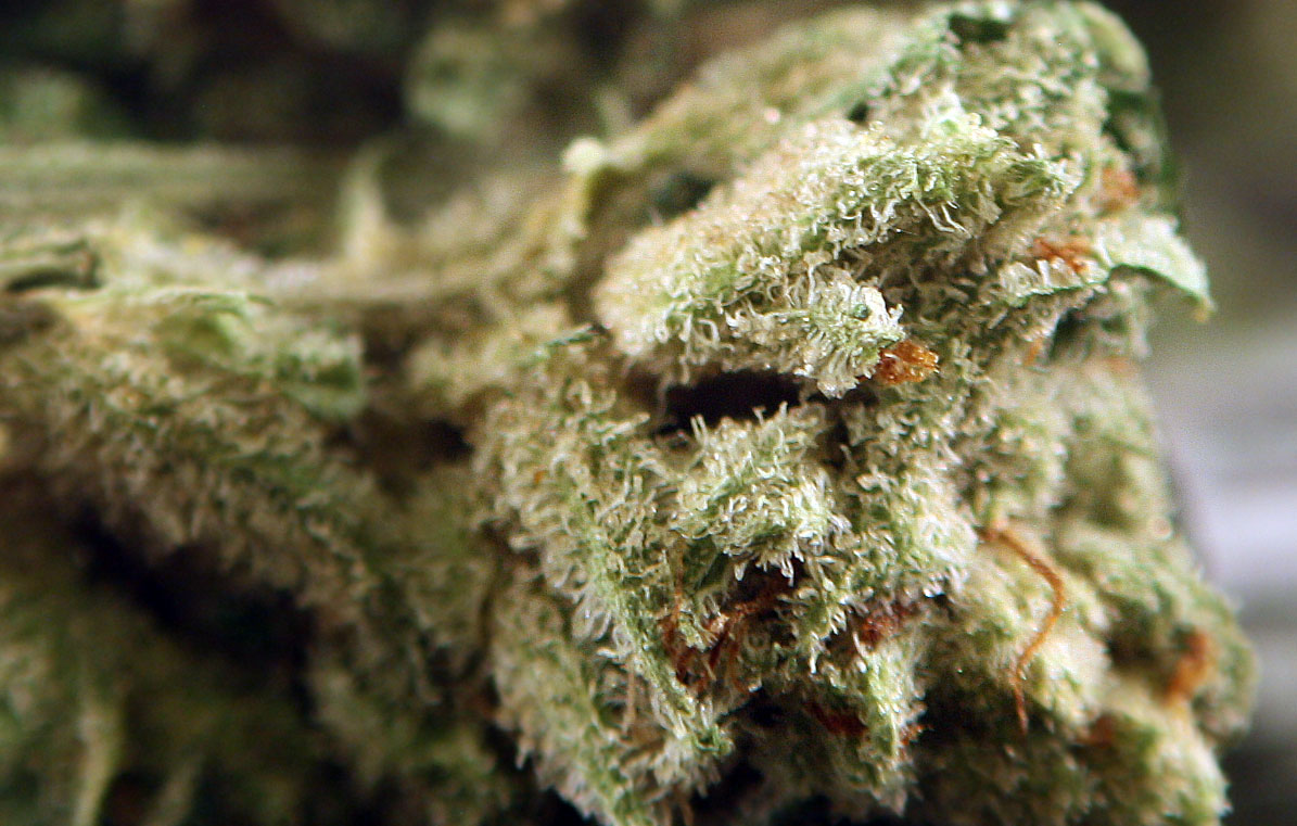 Green Crack Strain Review