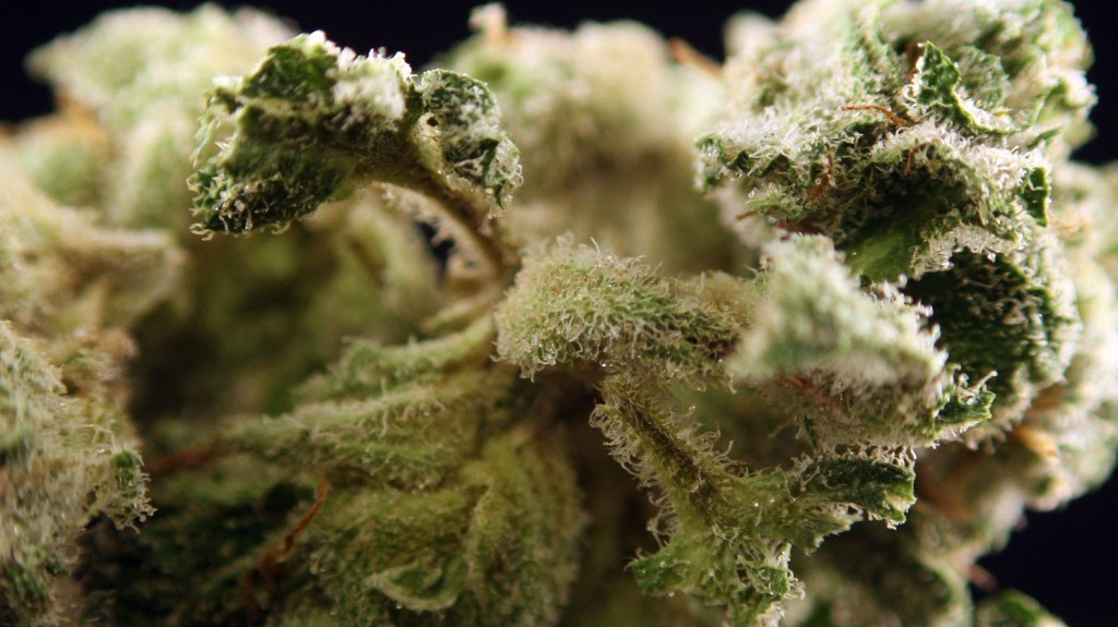 Blackberry Pie marijuana strain