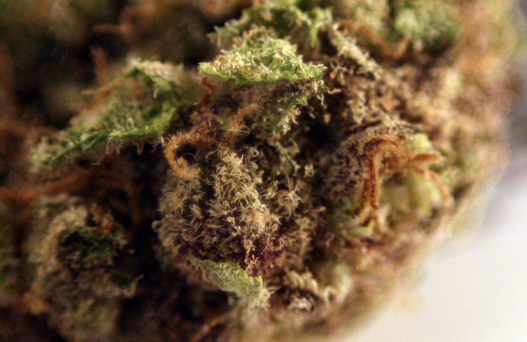 Blueberry Marijuana Strain from Noble Farms