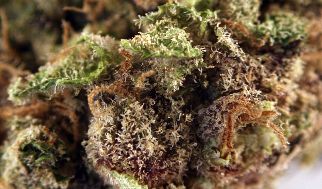Blueberry Marijuana Strain from Noble Farms