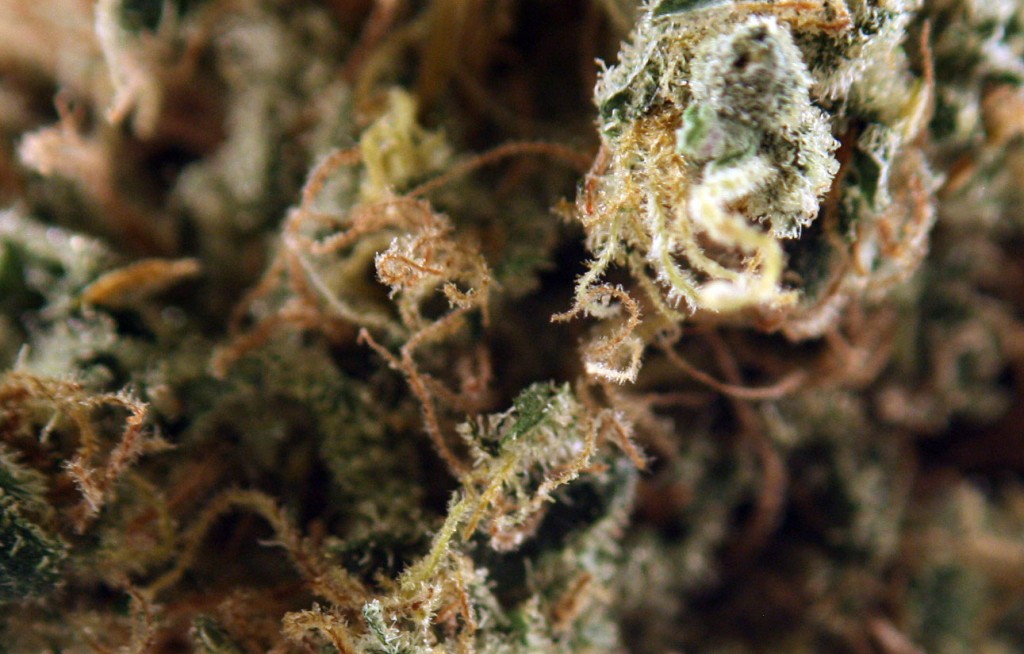dutchberry marijuana strain