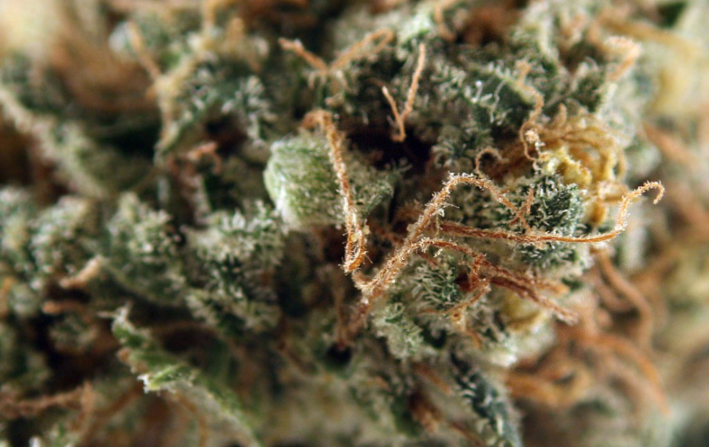 dutchberry marijuana strain