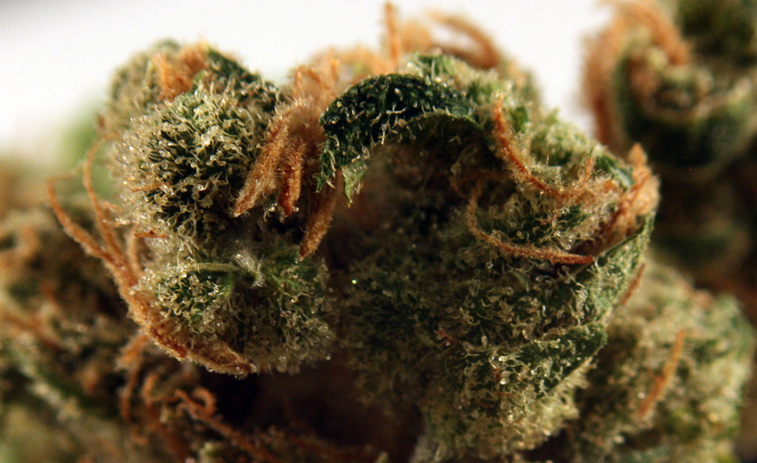 Golden Pineapple Strain Review