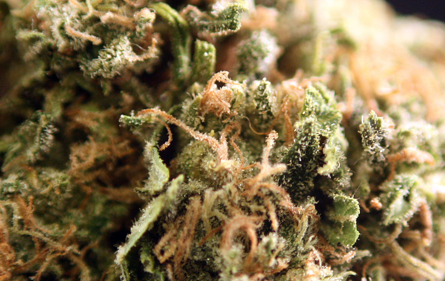 Grapefruit Kush Strain Review