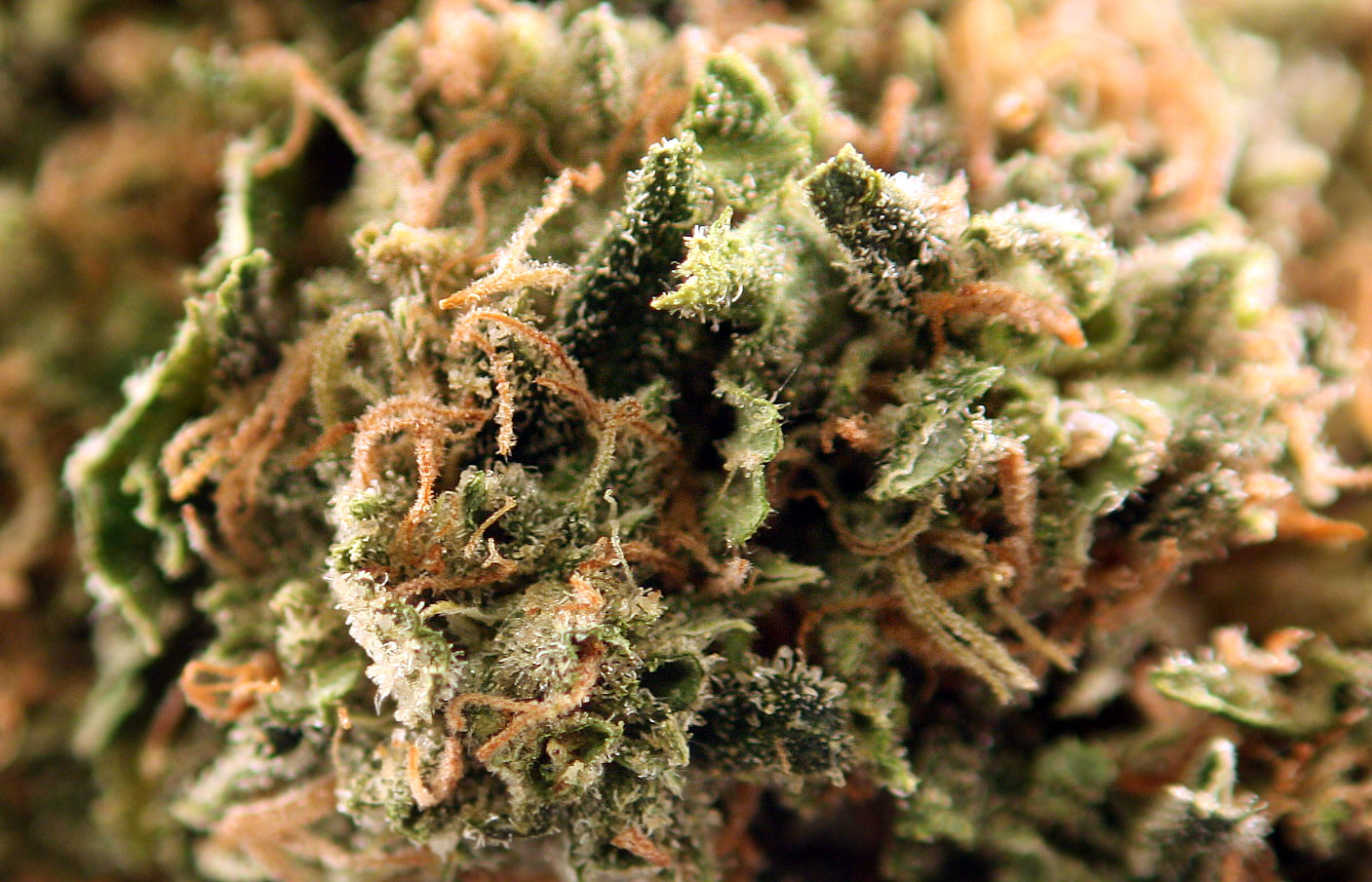 grapefruit weed STUFF STONERS LIKE