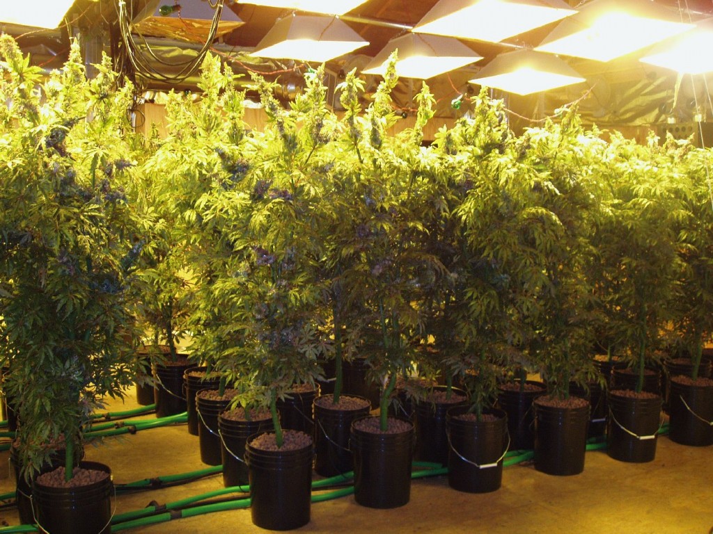 Grow a healthy marijuana plant