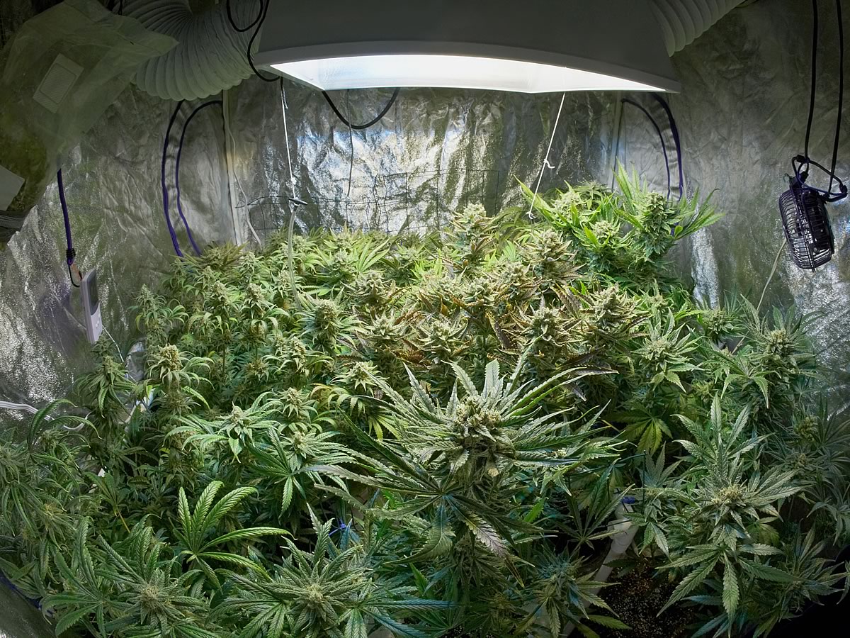 Grow Tent For Marijuana