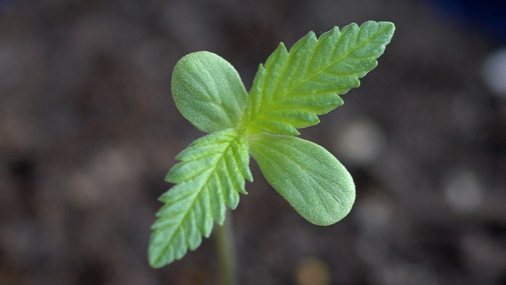 seedling marijuana plant