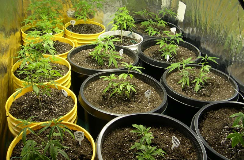 marijuana plant post transplant