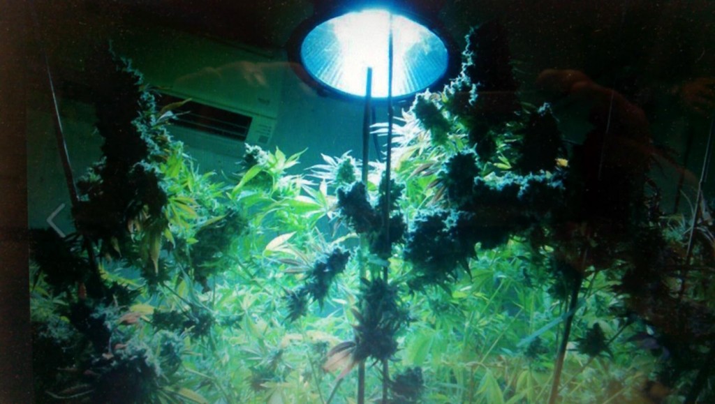 Best LED Grow Lights for Weed on Amazon
