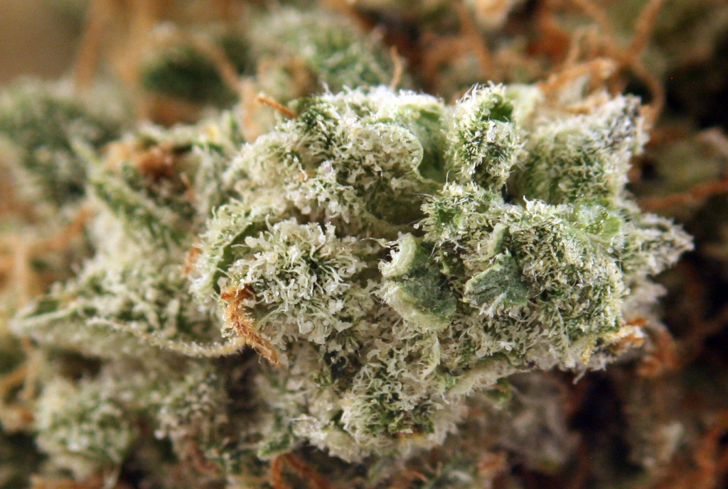 Grapefruit Marijuana Strain11 STUFF STONERS LIKE