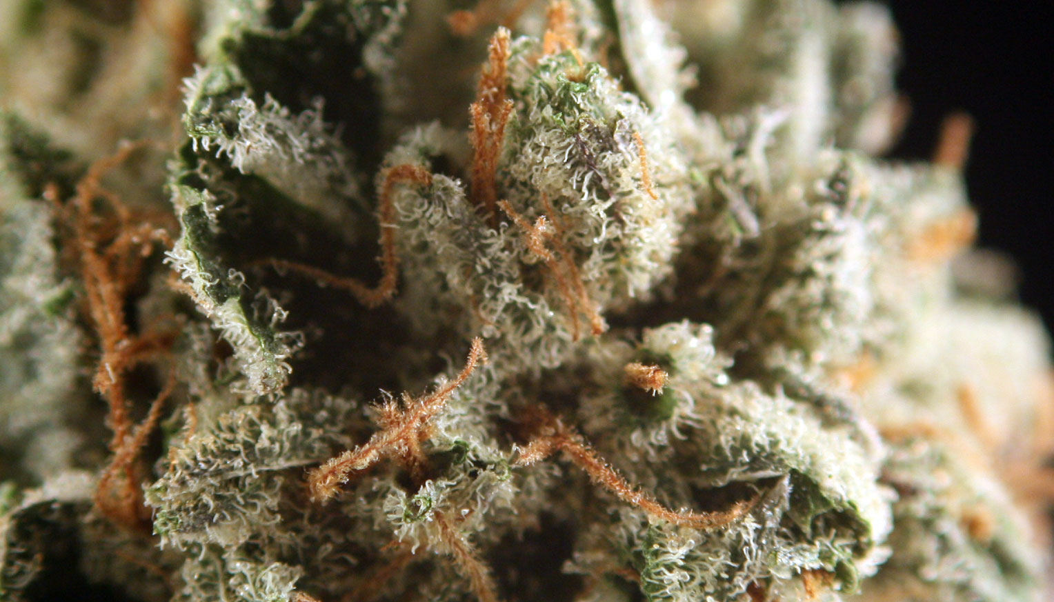 Trichomes weed