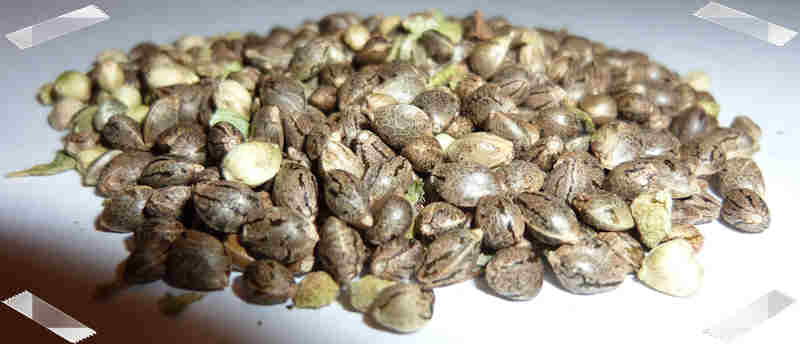weed seeds for sale