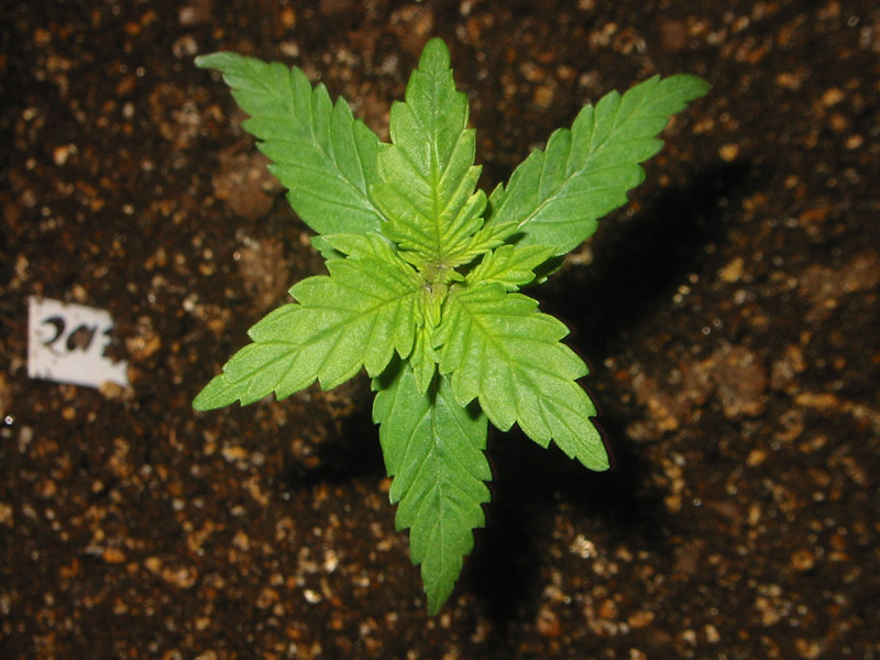 Whorled leaves marijuana leaves