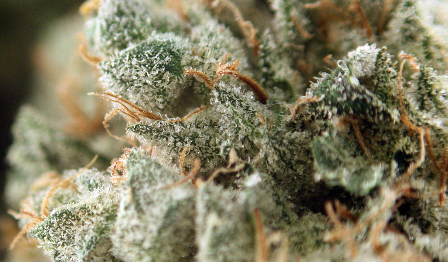 So STINKY—Chemdog is the type of weed you want to keep in a jar