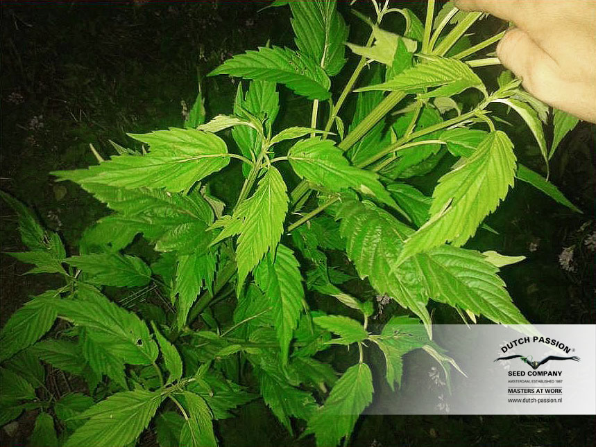 webbed marijuana leaves
