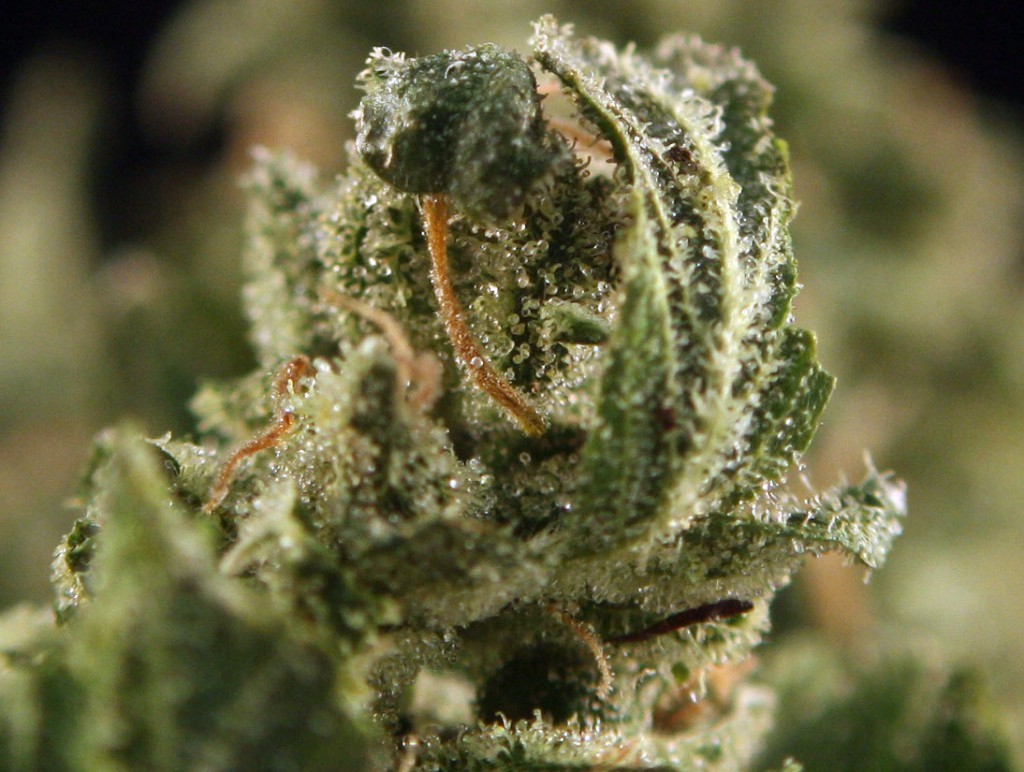 Uk Cheese strain STUFF STONERS LIKE