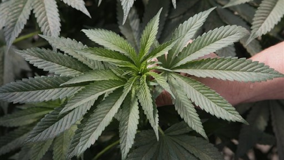 Oregon State Fair to feature marijuana plants