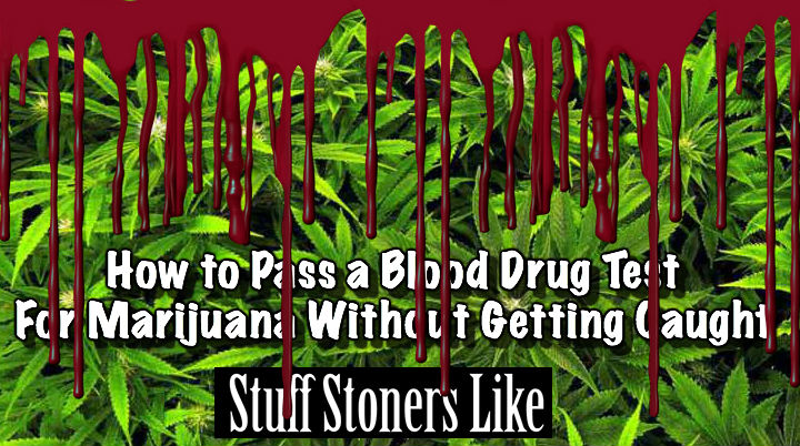 How to Pass a Blood Drug Test For Marijuana Without Getting Caught