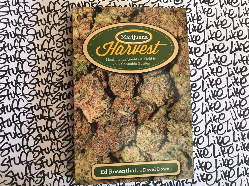Marijuana Harvest_Rosenthal
