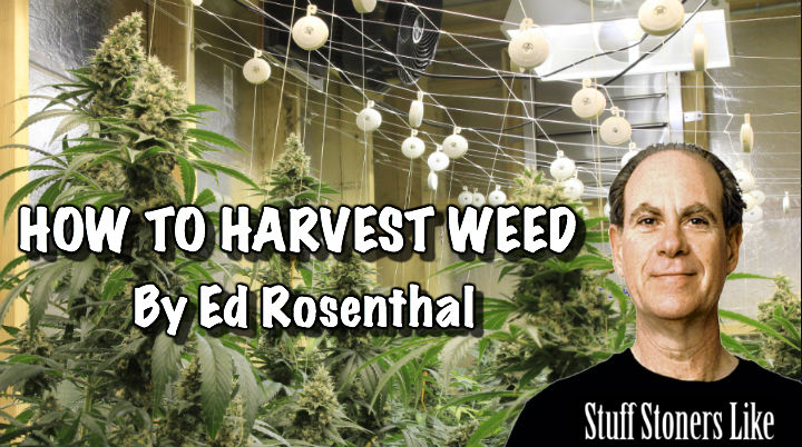 How to harvest weed