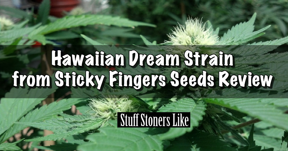 Sticky Fingers Seeds