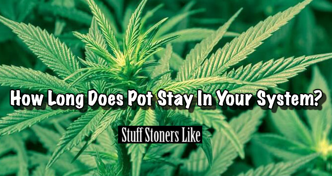 how long does pot stay in your system