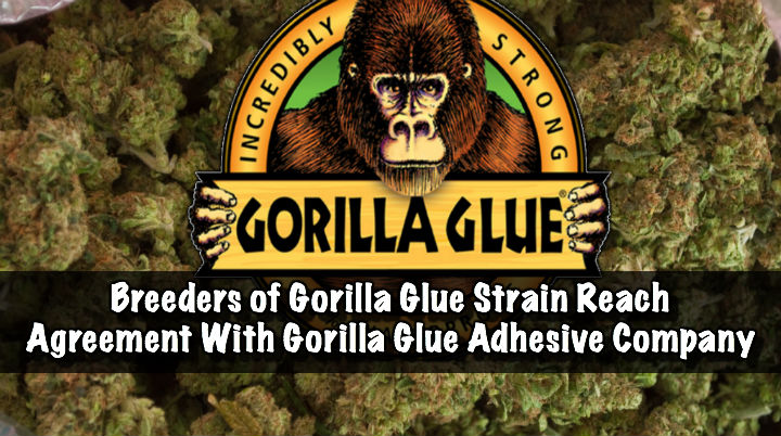 Gorilla Glue laswuit Settlement