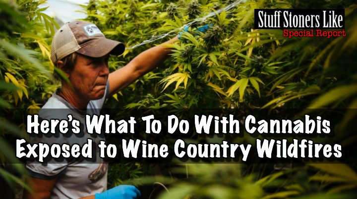 Wine Country Wildfires Cannabis