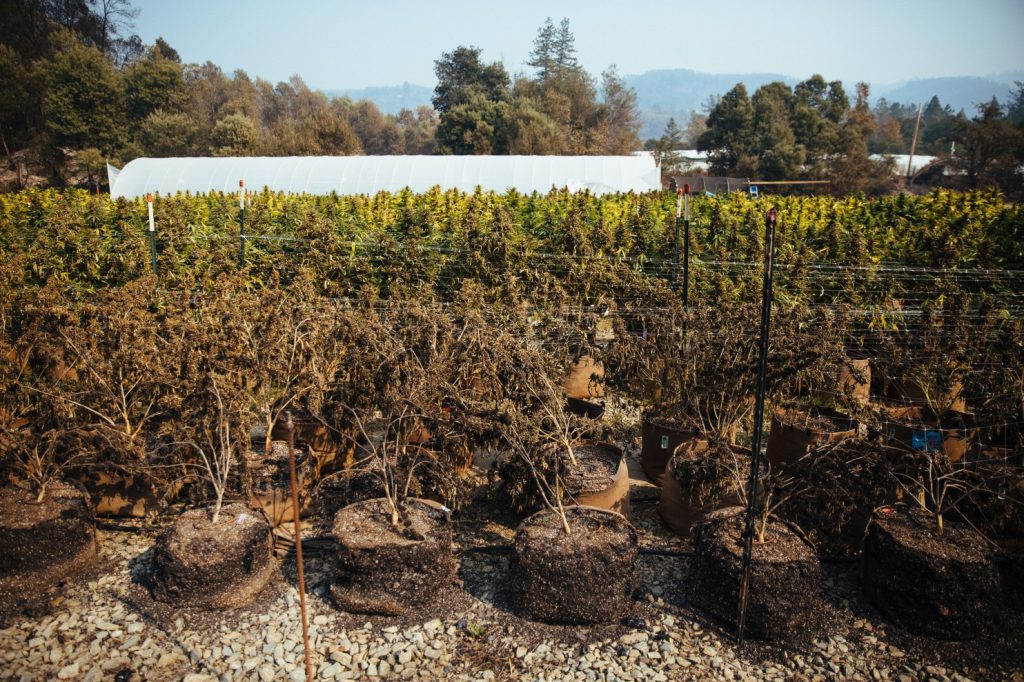 Wine Country Wildfires Cannabis