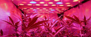 LED_Cannabis_plants