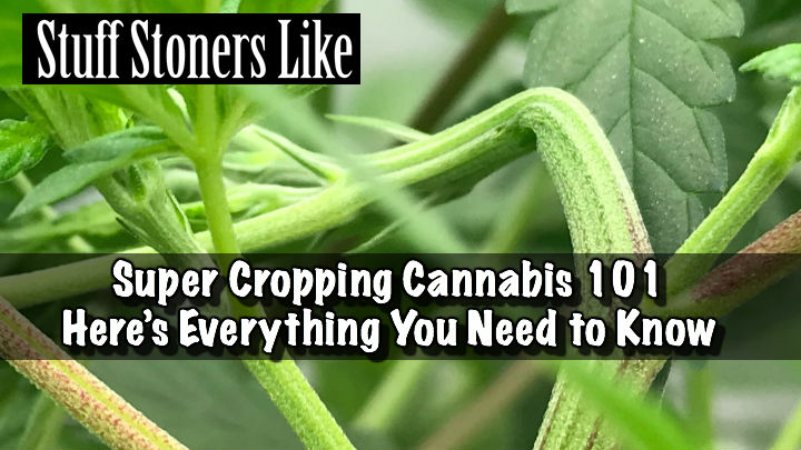 Super Cropping Cannabis 101 hero